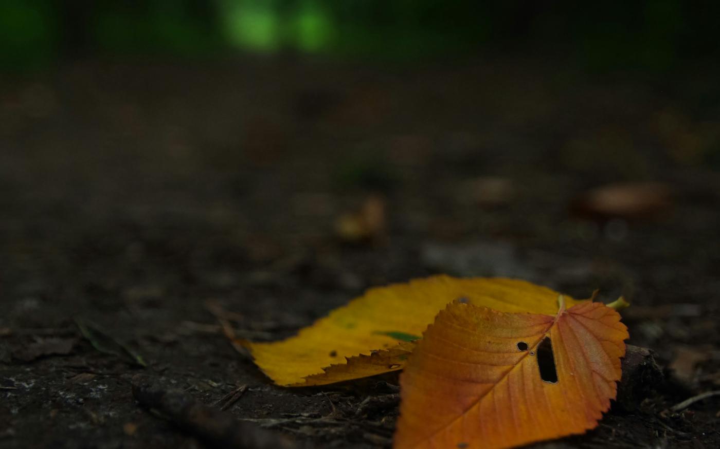 brown leaves by Simon Kuznetsov courtesy of Unsplash.