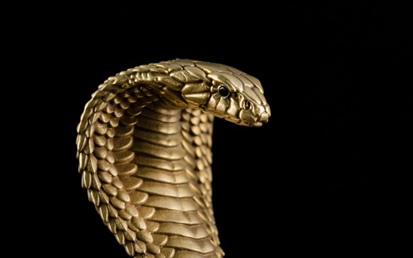 a snake with a black background by COPPERTIST WU courtesy of Unsplash.