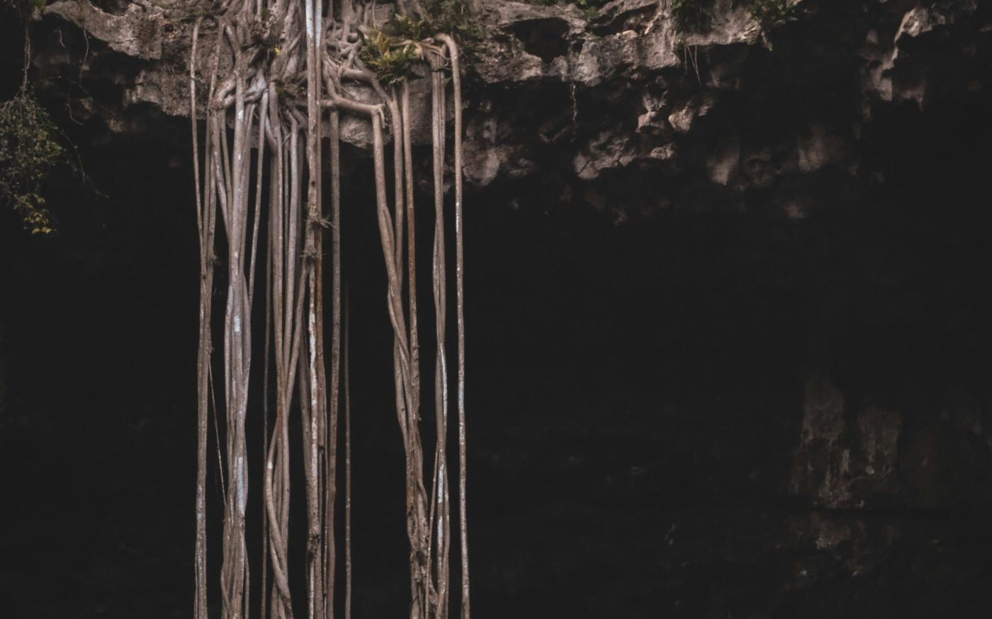 roots under rock formation by Antonio Alcántara courtesy of Unsplash.