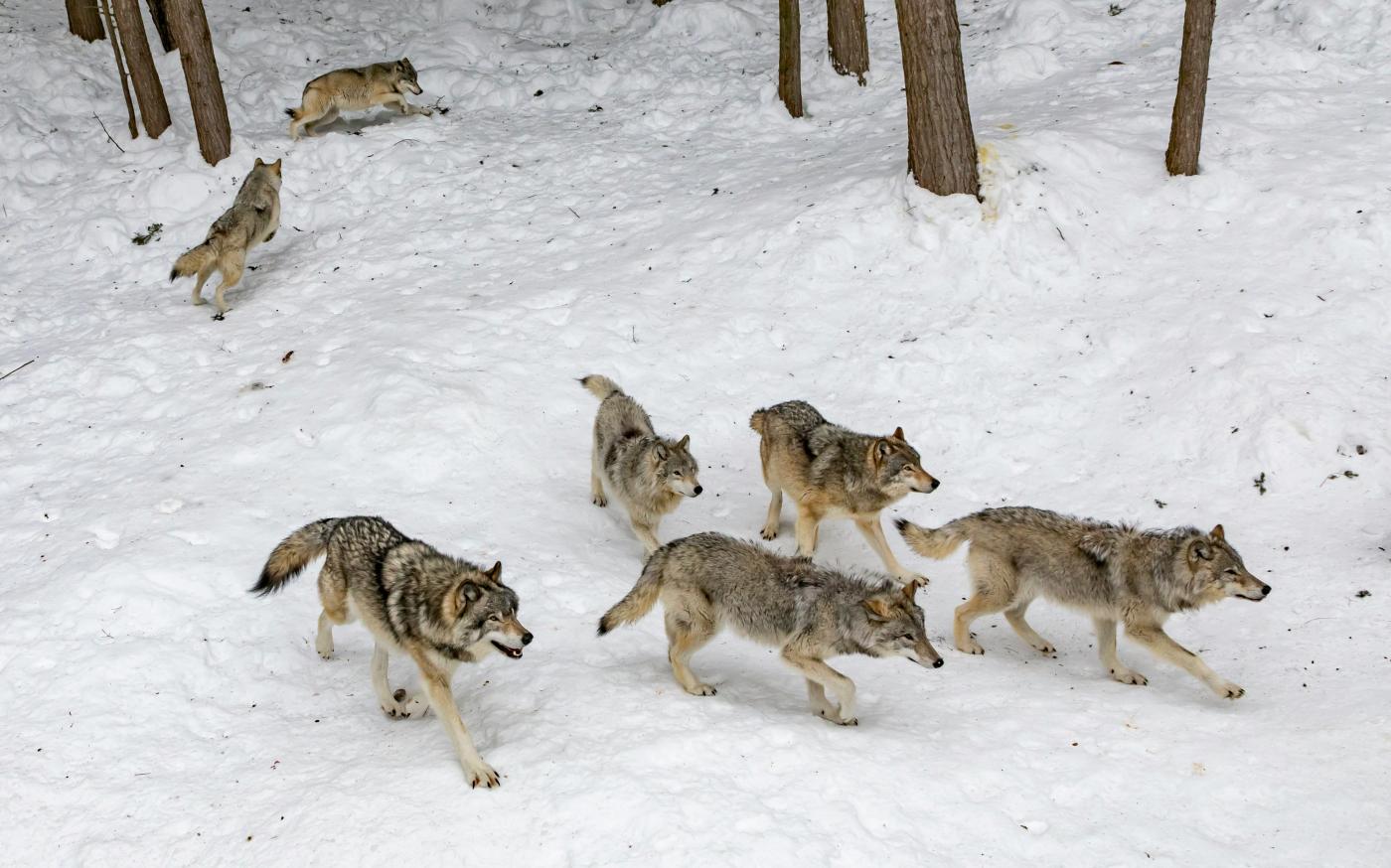 seven pack of wolves on forest snow by Eva Blue courtesy of Unsplash.