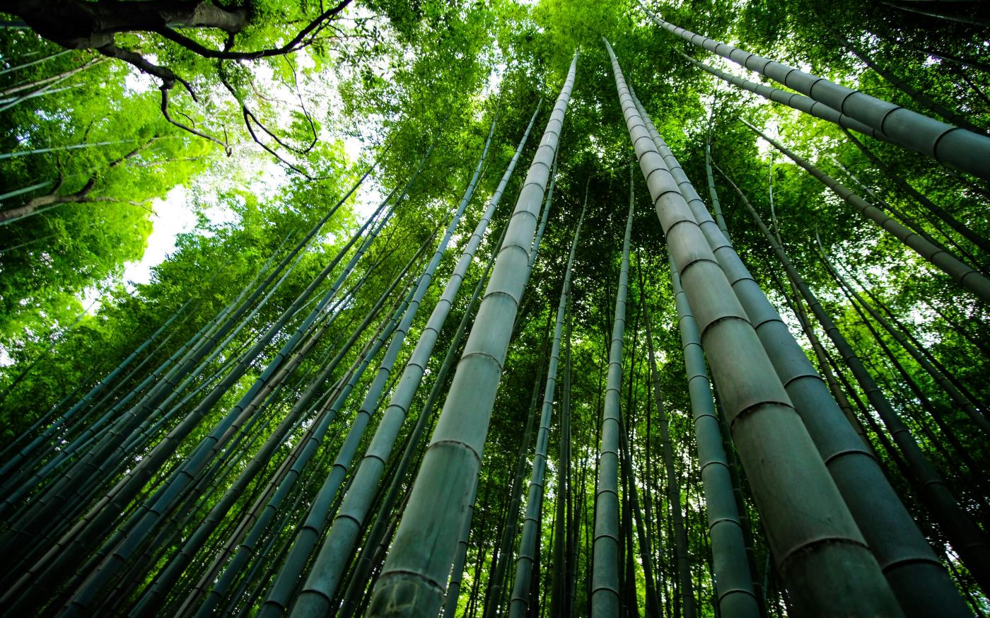 bamboo trees scenery by Eleonora Albasi courtesy of Unsplash.