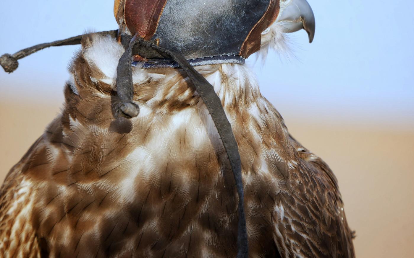 a close up of a bird of prey wearing a hat by Juju_ a_la_bougeotte courtesy of Unsplash.