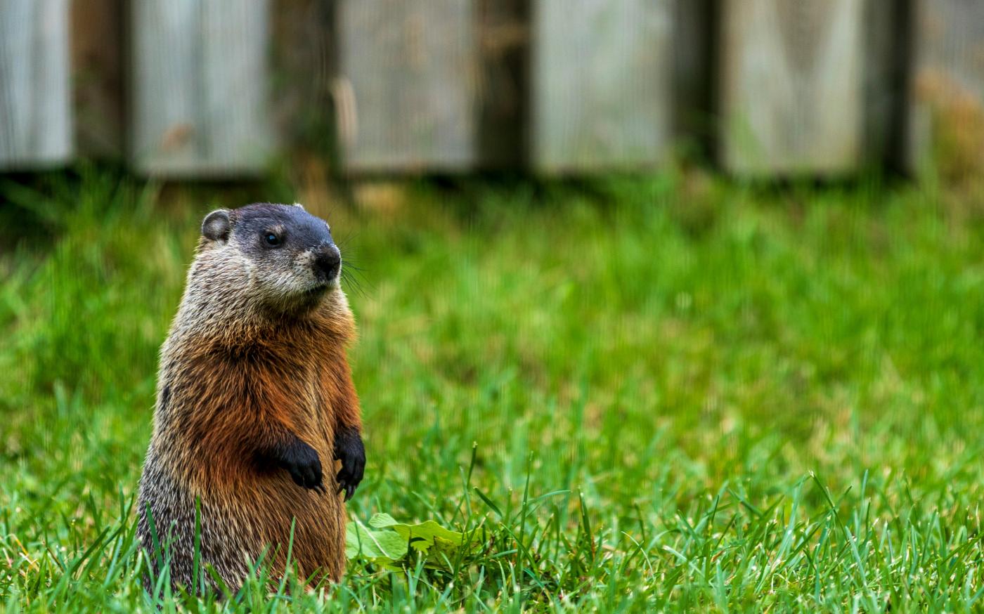 a small animal in the grass by Camerauthor Photos courtesy of Unsplash.