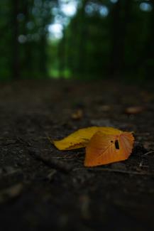 brown leaves by Simon Kuznetsov courtesy of Unsplash.