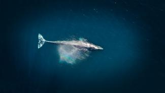 aerial photography of big fish during daytime by Venti Views courtesy of Unsplash.