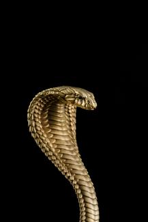 a snake with a black background by COPPERTIST WU courtesy of Unsplash.
