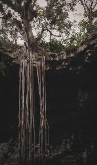 roots under rock formation by Antonio Alcántara courtesy of Unsplash.