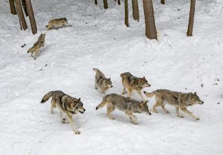 seven pack of wolves on forest snow by Eva Blue courtesy of Unsplash.