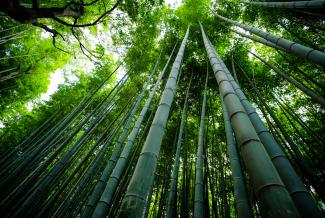 bamboo trees scenery by Eleonora Albasi courtesy of Unsplash.