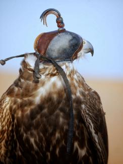 a close up of a bird of prey wearing a hat by Juju_ a_la_bougeotte courtesy of Unsplash.