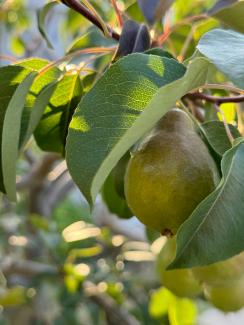 Pears growing on a tree in the sun by Эмин Мамедов courtesy of Unsplash.