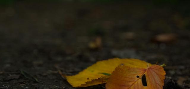 brown leaves by Simon Kuznetsov courtesy of Unsplash.