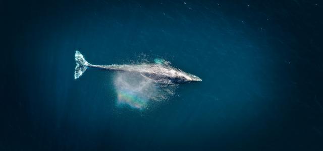 aerial photography of big fish during daytime by Venti Views courtesy of Unsplash.