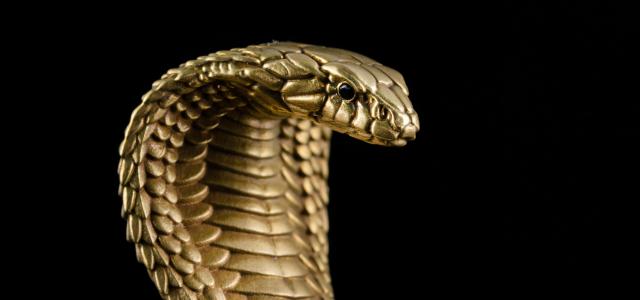 a snake with a black background by COPPERTIST WU courtesy of Unsplash.