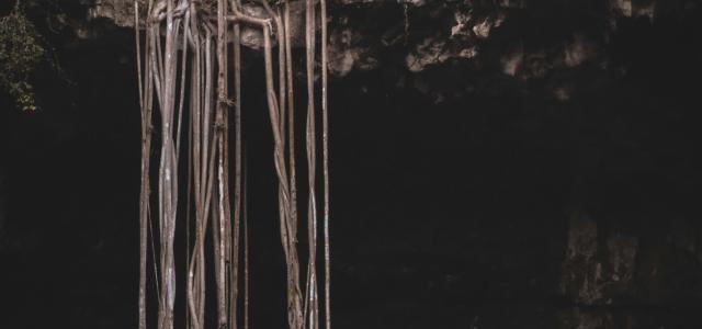 roots under rock formation by Antonio Alcántara courtesy of Unsplash.