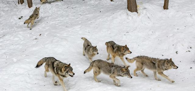 seven pack of wolves on forest snow by Eva Blue courtesy of Unsplash.