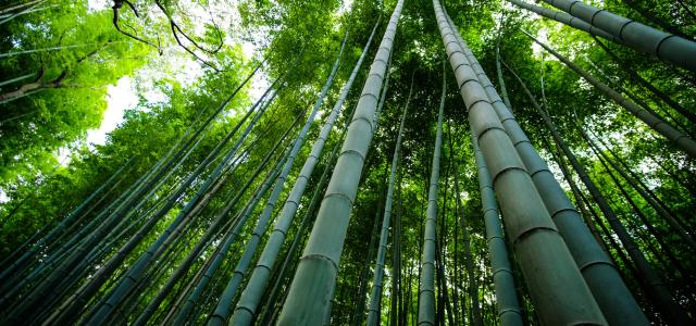 bamboo trees scenery by Eleonora Albasi courtesy of Unsplash.