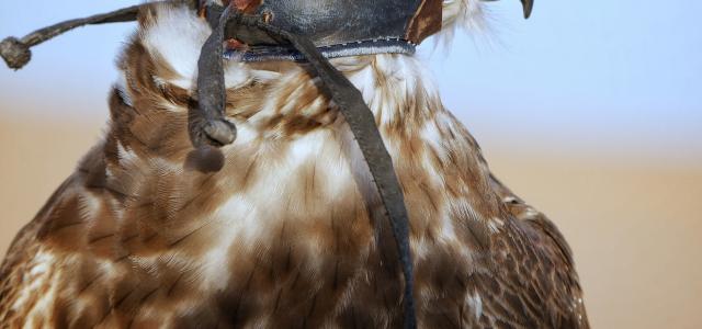 a close up of a bird of prey wearing a hat by Juju_ a_la_bougeotte courtesy of Unsplash.