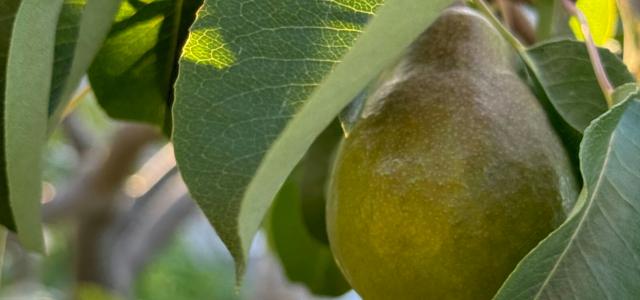 Pears growing on a tree in the sun by Эмин Мамедов courtesy of Unsplash.