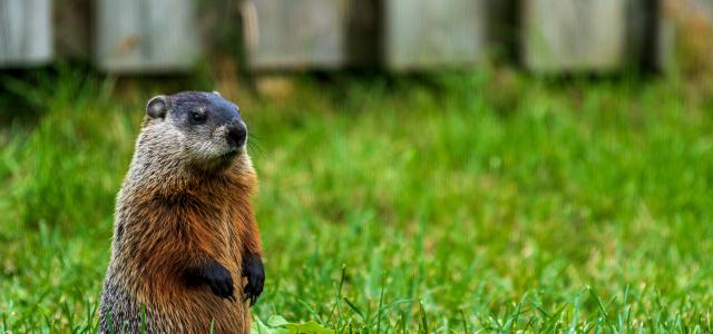 a small animal in the grass by Camerauthor Photos courtesy of Unsplash.